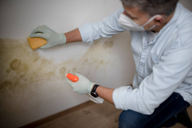 Best Bathroom Mold Remediation in Germantown, IL