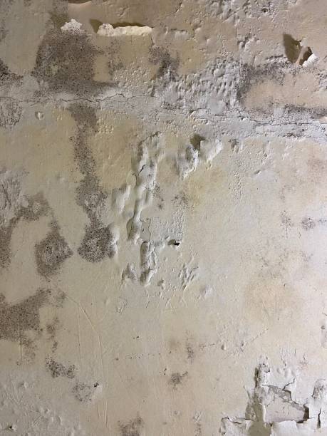 Best White Mold Remediation in Germantown, IL