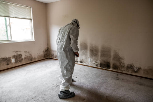Best Kitchen Mold Remediation in Germantown, IL